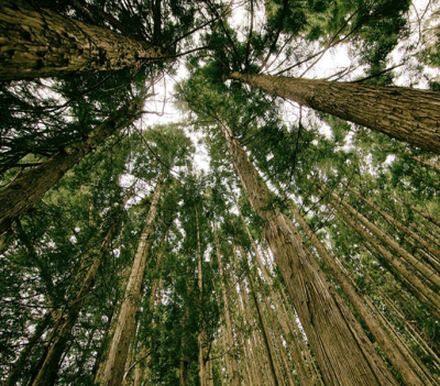 Entretien des forêts et des pistes à Clermont l'Hérault