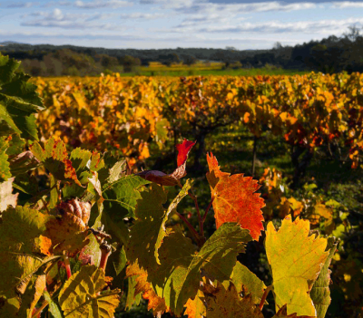 Implantation du vignoble à Béziers